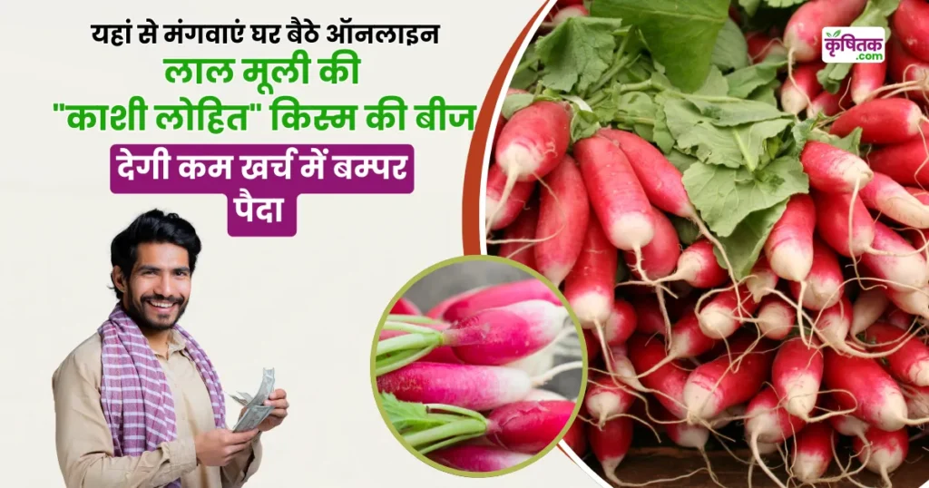 Red Radish Farming
