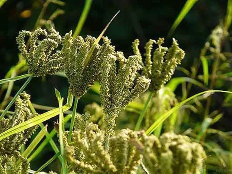 Kakaun Cultivation in Hindi