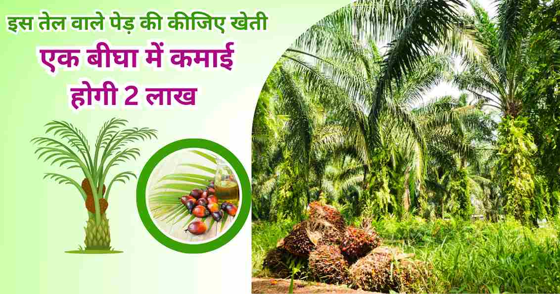 Palm Oil Cultivation