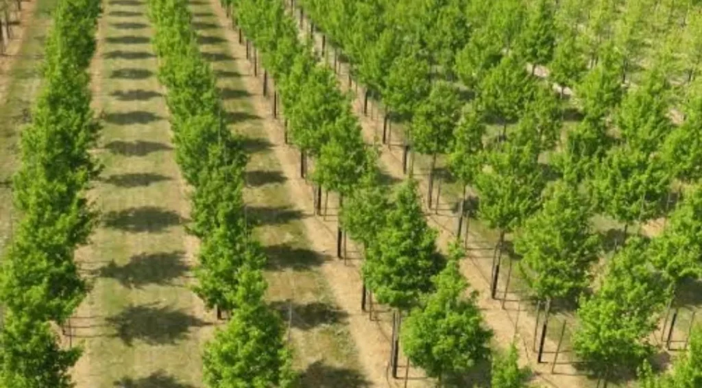 Tree Farming Tips