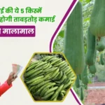 Top-5 Varieties Of Ridge Gourd