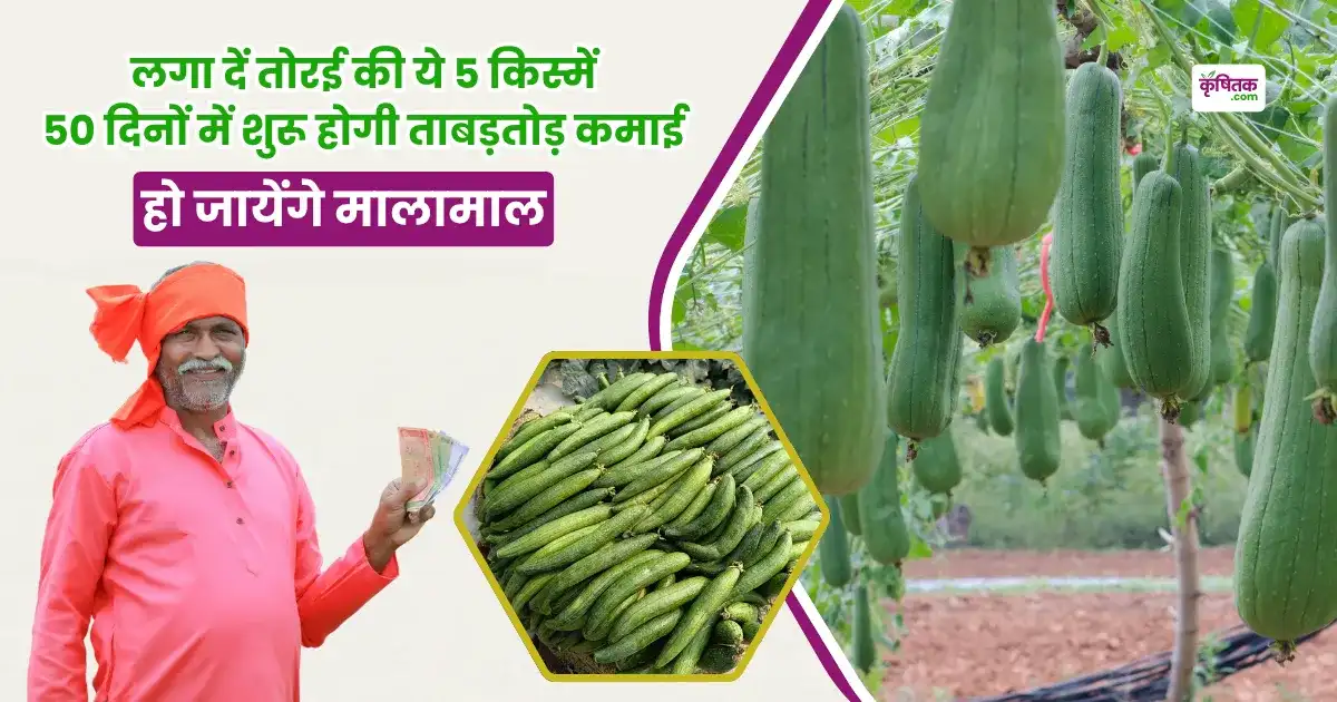 Top-5 Varieties Of Ridge Gourd