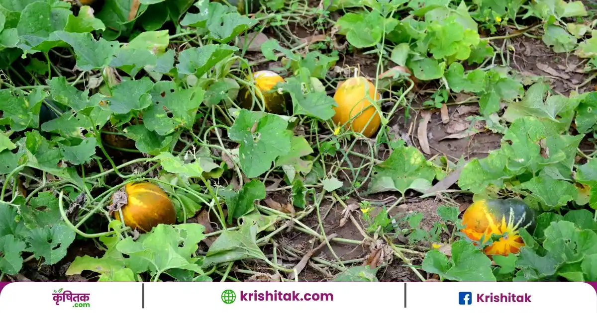 Melon Farming