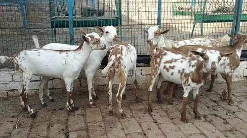 गाय-भैंस भूल जाओ! ये बकरी है दूध देने की ATM मशीन, मिनटों में भर जाएगी बाल्टी