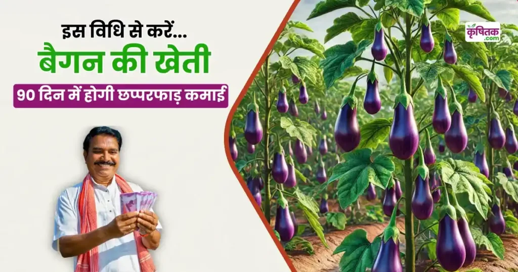 Brinjal Farming Tips