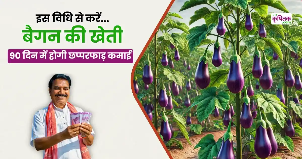 Brinjal Farming Tips