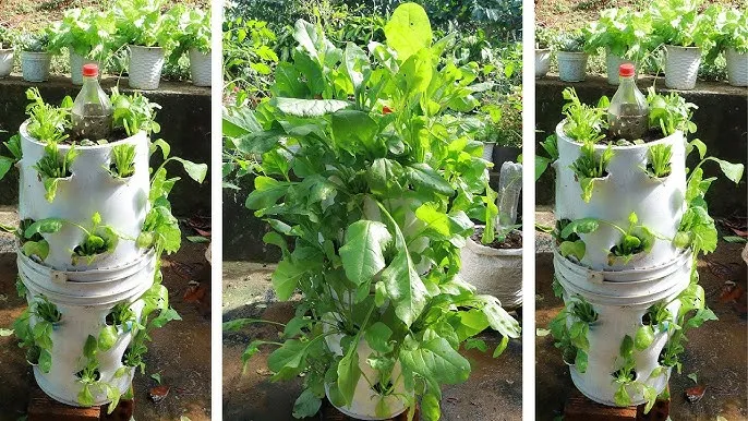 Verticle Gardening Tips In Hindi