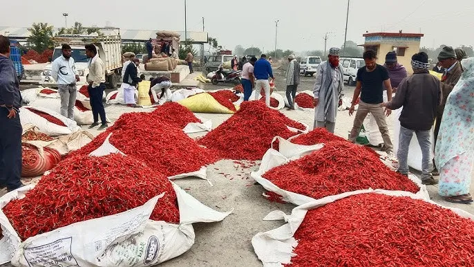बाजार हस्‍तक्षेप योजना से लाल मिर्च की कीमतों में जबरदस्त उछाल, किसानों के चेहरे खिले