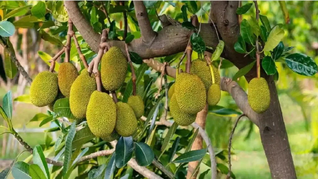 कटहल की खेती कैसे करें