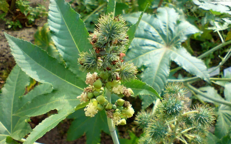 Castor cultivation in Hindi