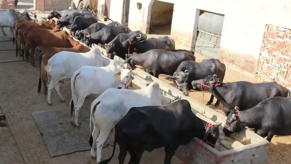 Animal Husbandry Tips