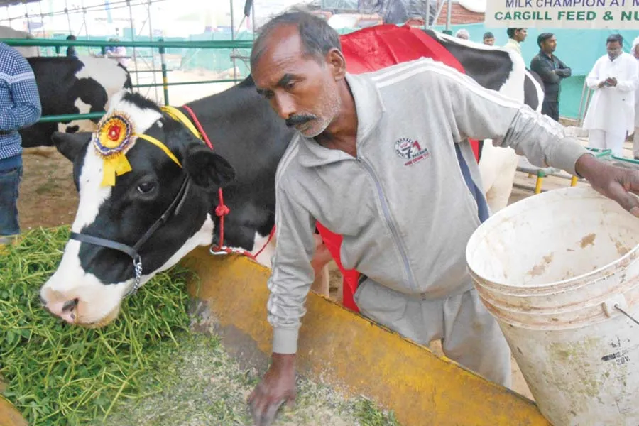 Animal husbandry