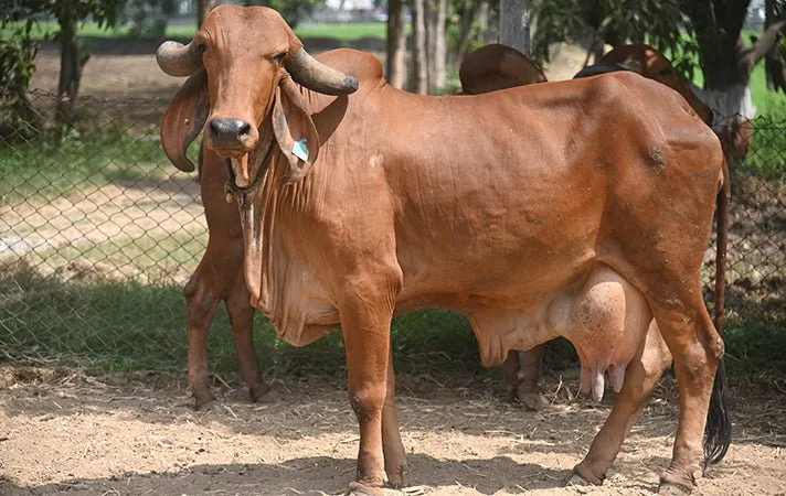 Gir Cow Milk Price
