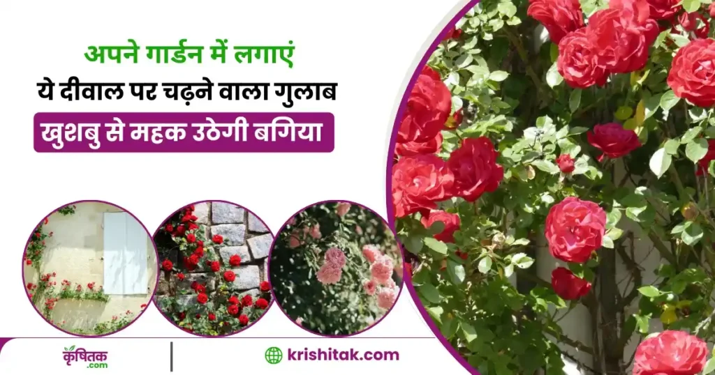 How to grow climbing roses