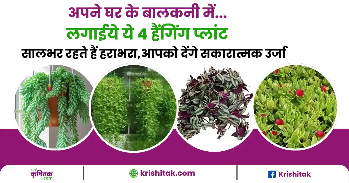 Hanging Plants for Home Decor