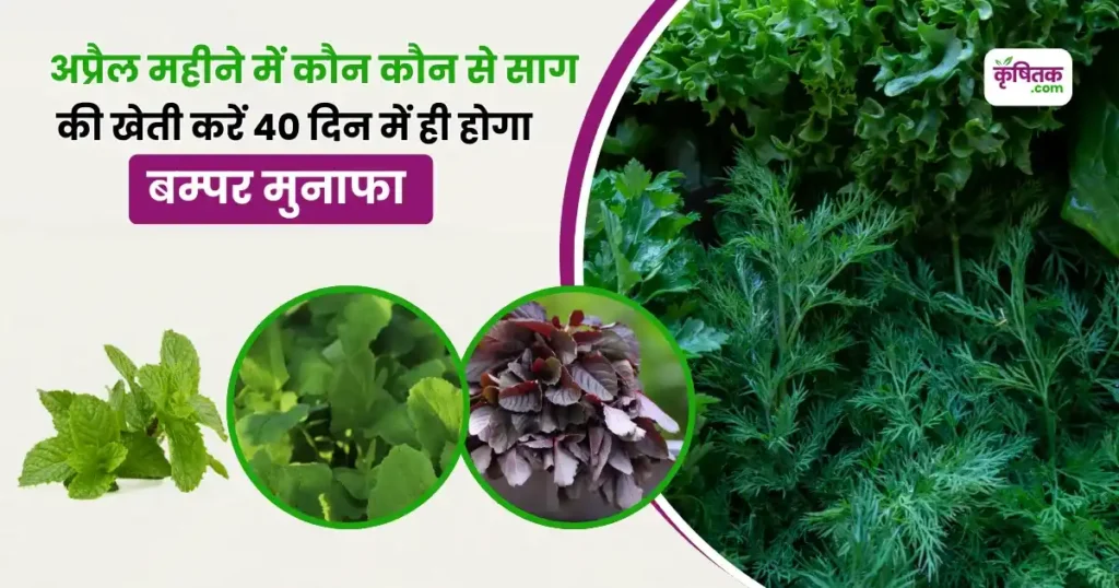 Saag ki kheti kaise karen