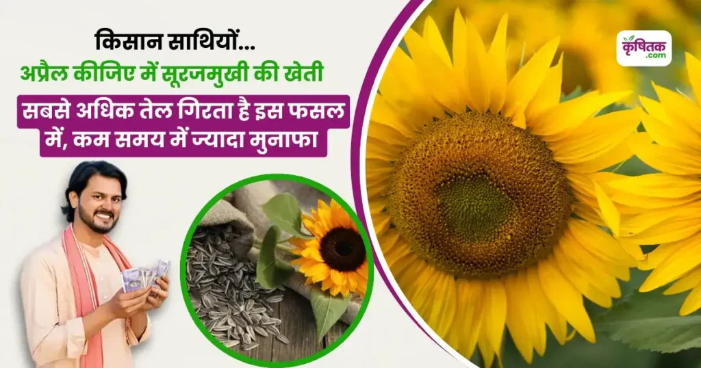 Surajmukhi Ki Kheti Kaise Karen