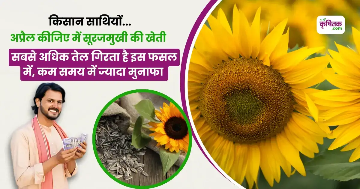 Surajmukhi Ki Kheti Kaise Karen
