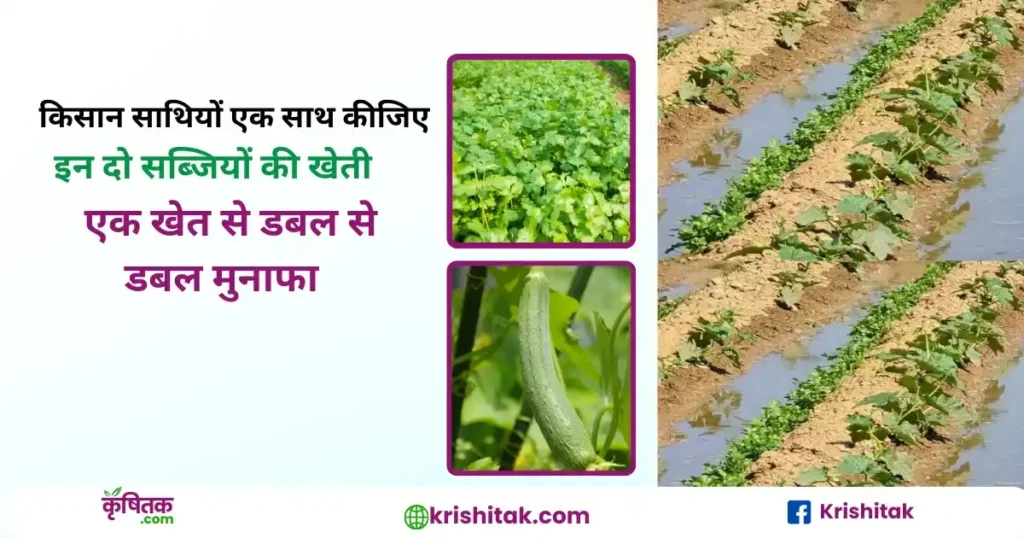 Torai aur dhaniya ki kheti