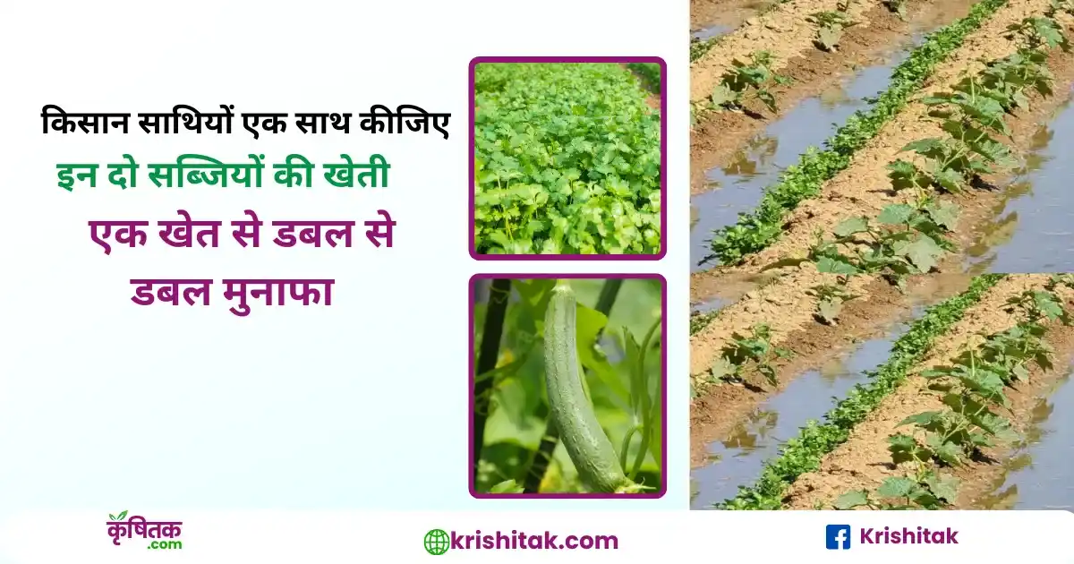 Torai aur dhaniya ki kheti