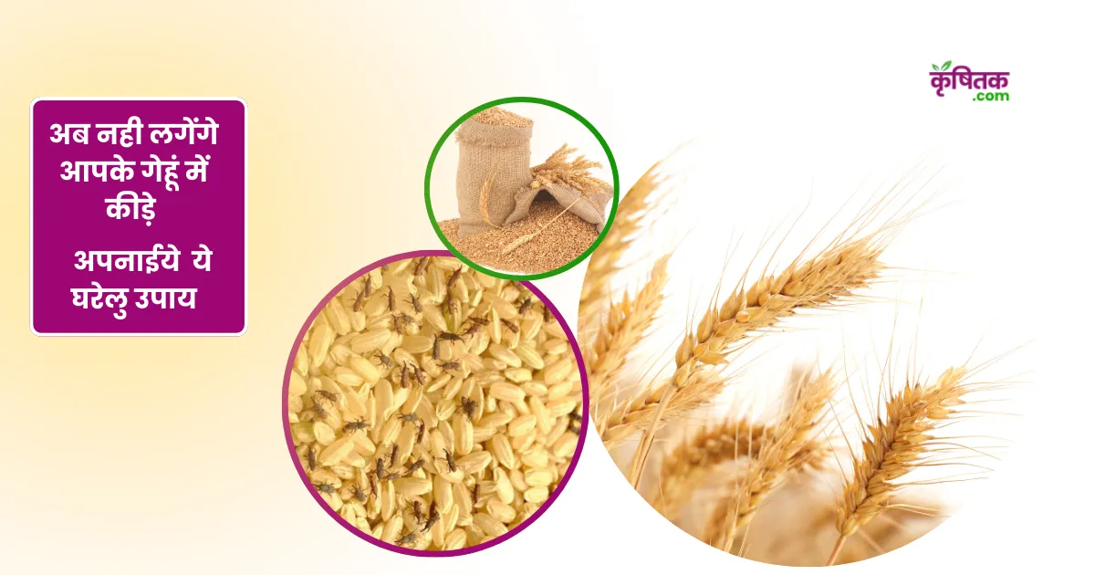 Gehu ka bhandaran kaise karen