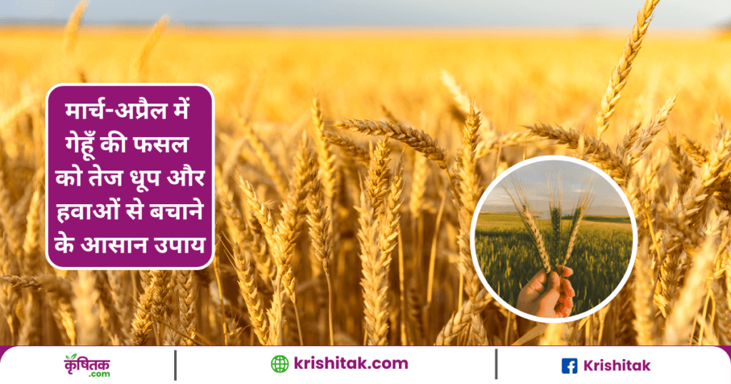 Indian Wheat and Barley Institute gave suggestions to wheat farmers