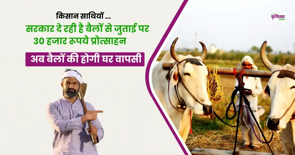 government will give 30 thousand rupees for farming with oxen