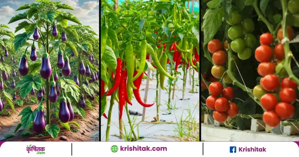Agri Tips in Summer