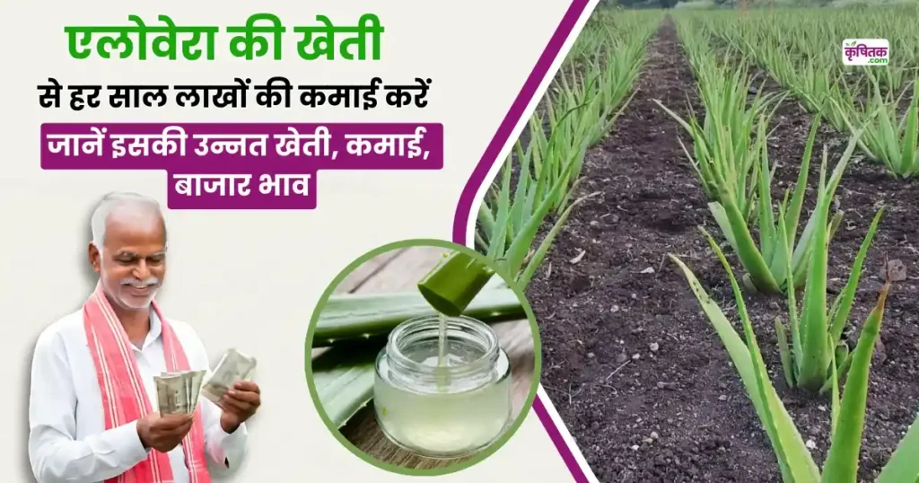 Aloevera Ki Kheti In Hindi