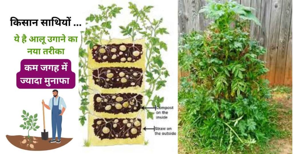Potato tower gardening