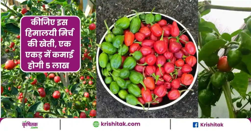 Dalle Khursani chilli ki kheti