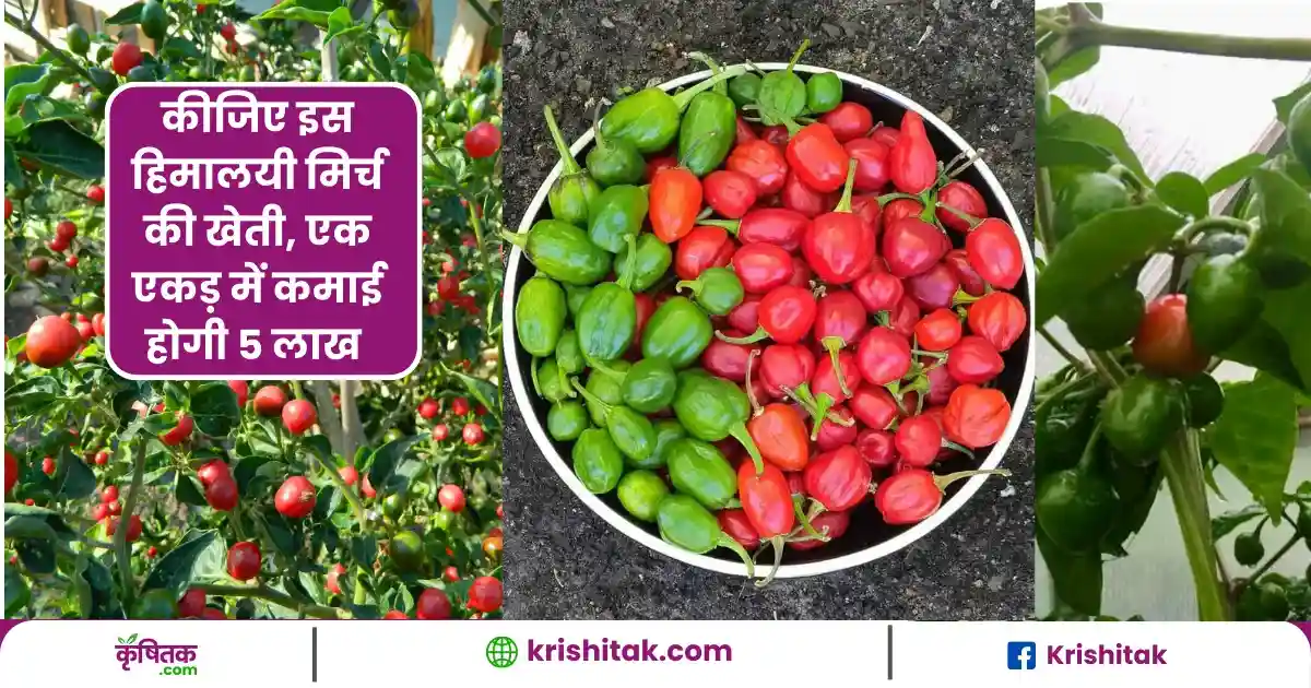 Dalle Khursani chilli ki kheti