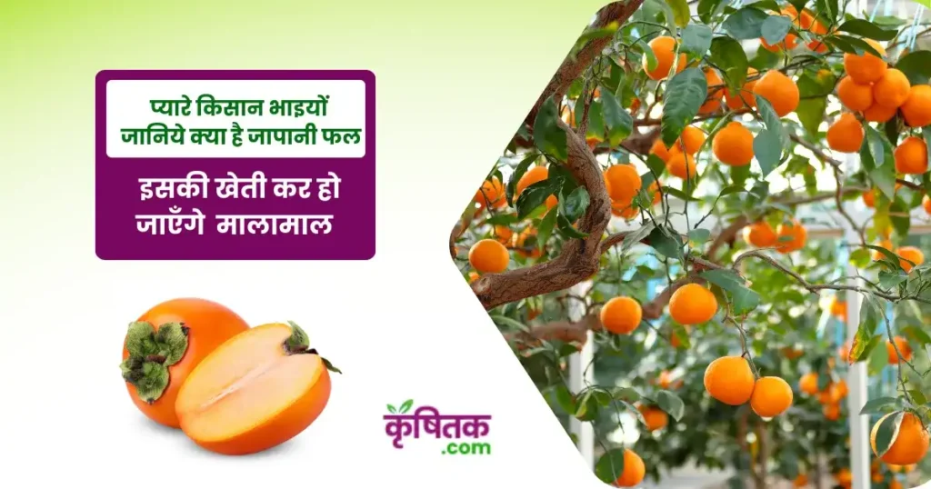 Is persimmon farming profitable?