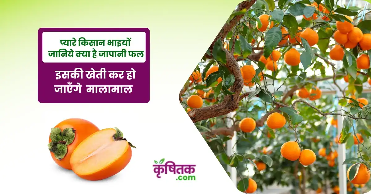 Is persimmon farming profitable?