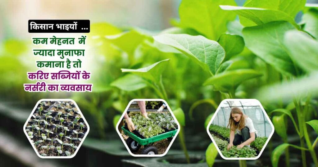Vegetable nursery business plan
