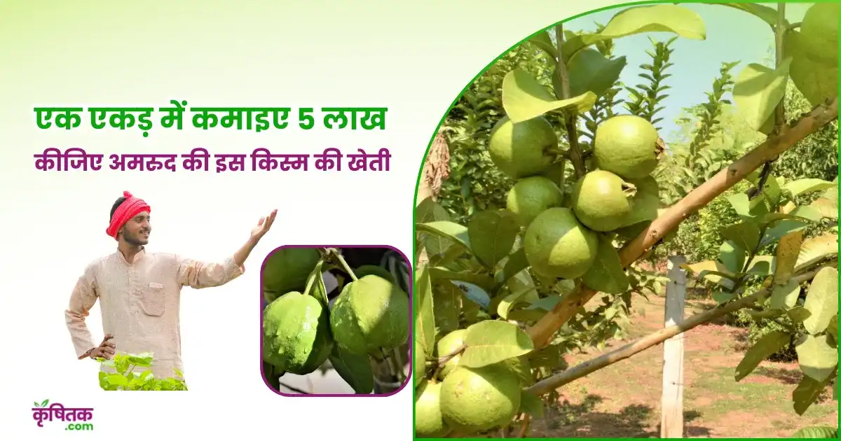 Guava farming