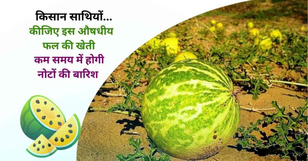 Indrayan Fruit farming