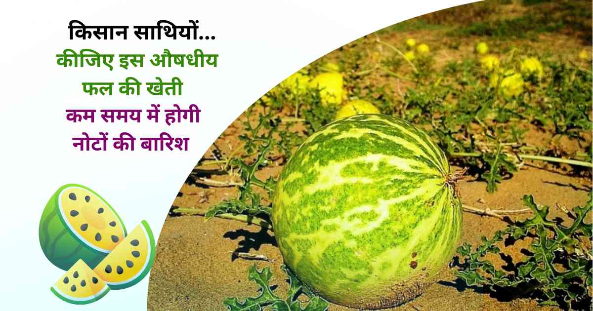 Indrayan Fruit farming