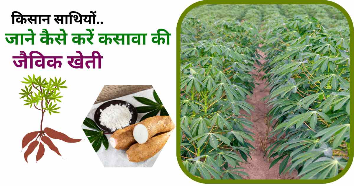 Organic Cassava Farming