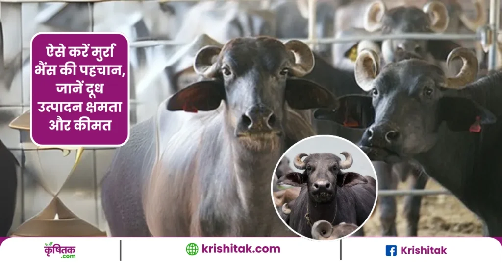 Murra Bhains Ki Pahchan