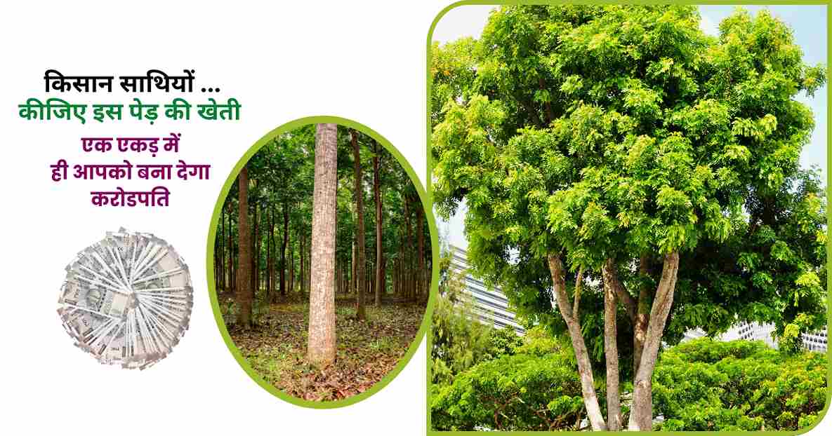 Is mahogany farming profitable?