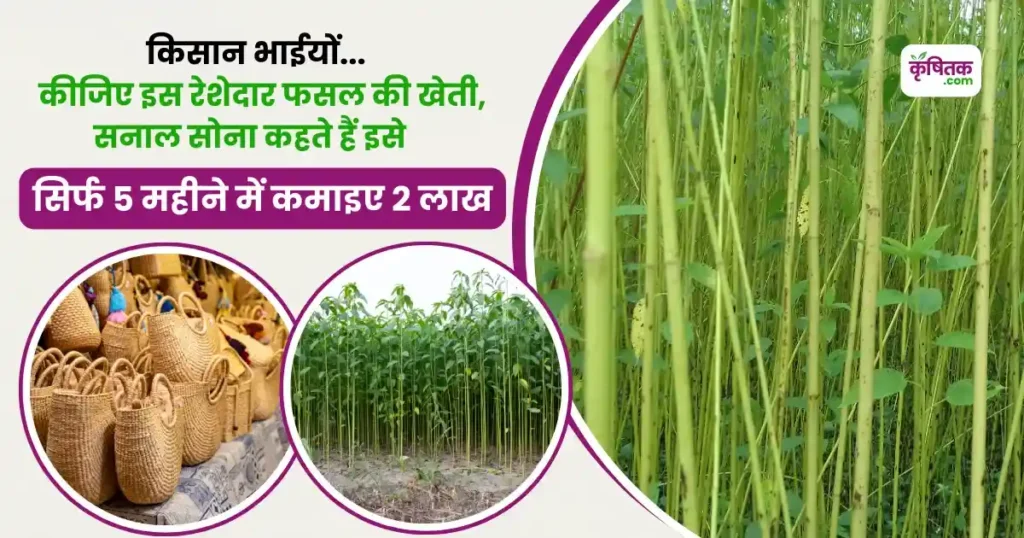 Jut Ki Kheti