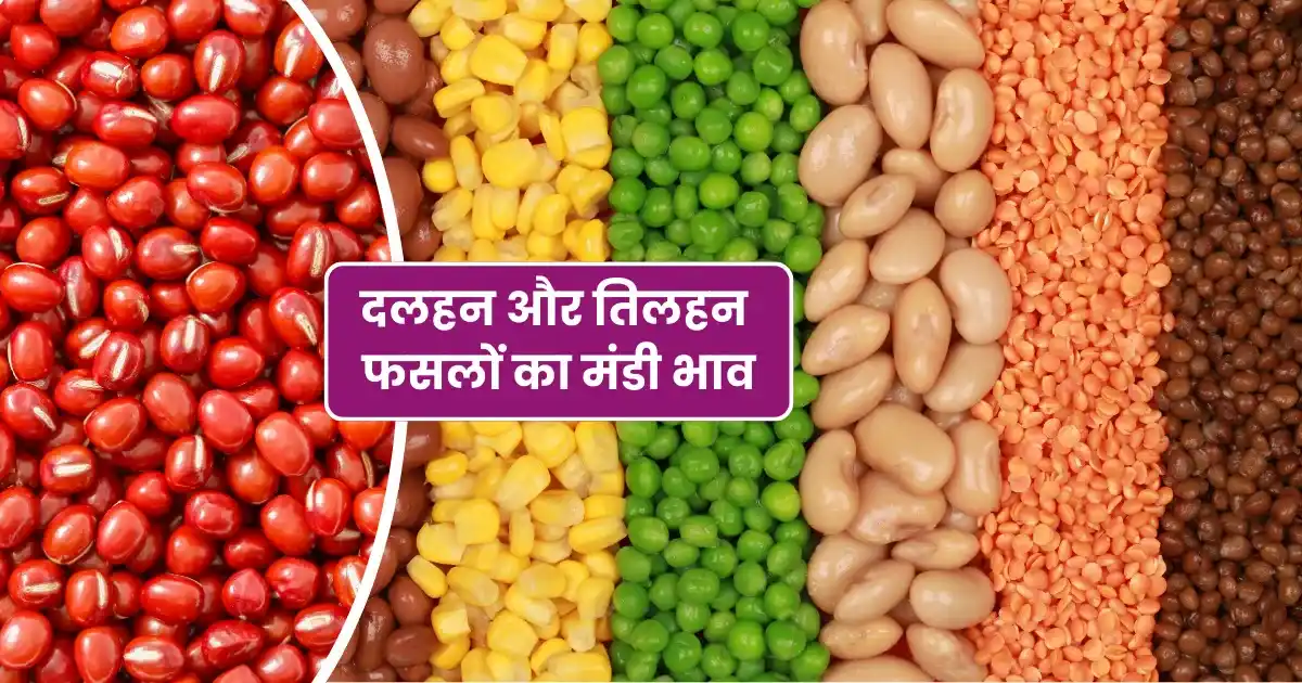 Dalhan Tilhan Mandi Prices