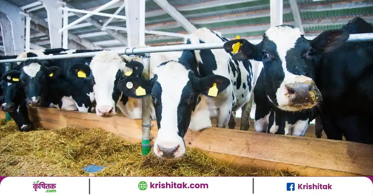 जर्सी गाय