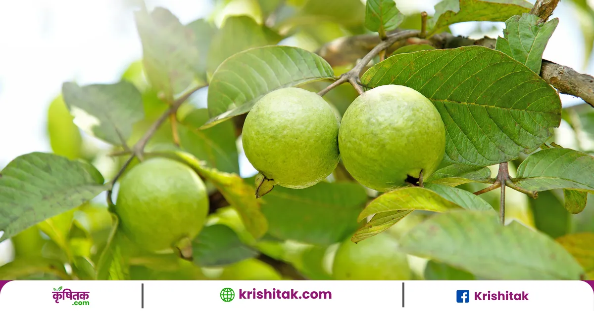 Guava Farming Tips
