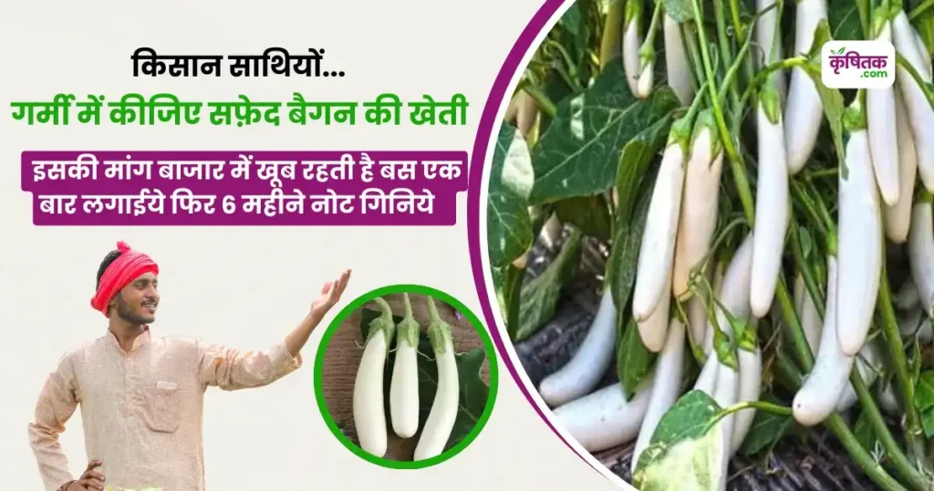 Safed Baigan Ki Kheti