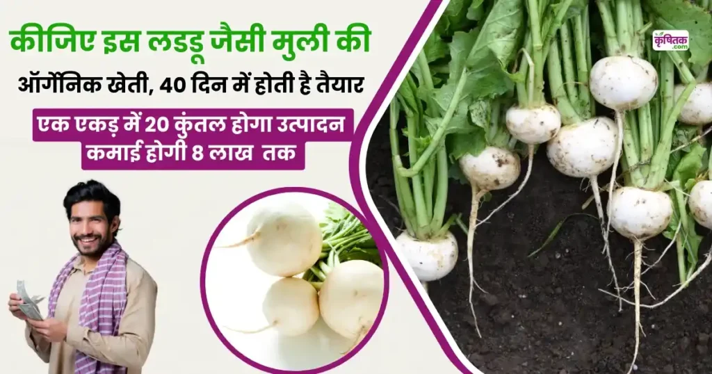 Organic Radish Farming