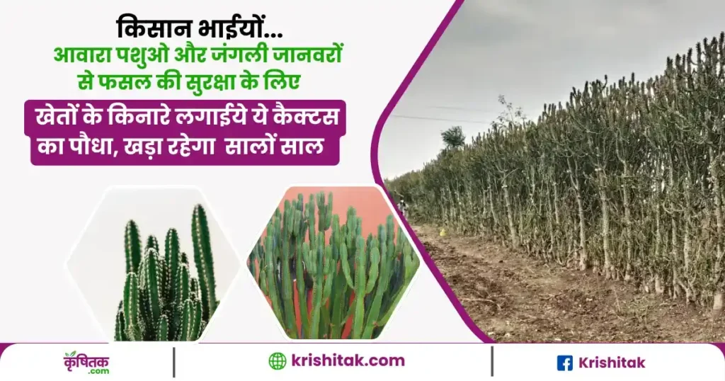 cactus se khet ki boundary kaise banaen