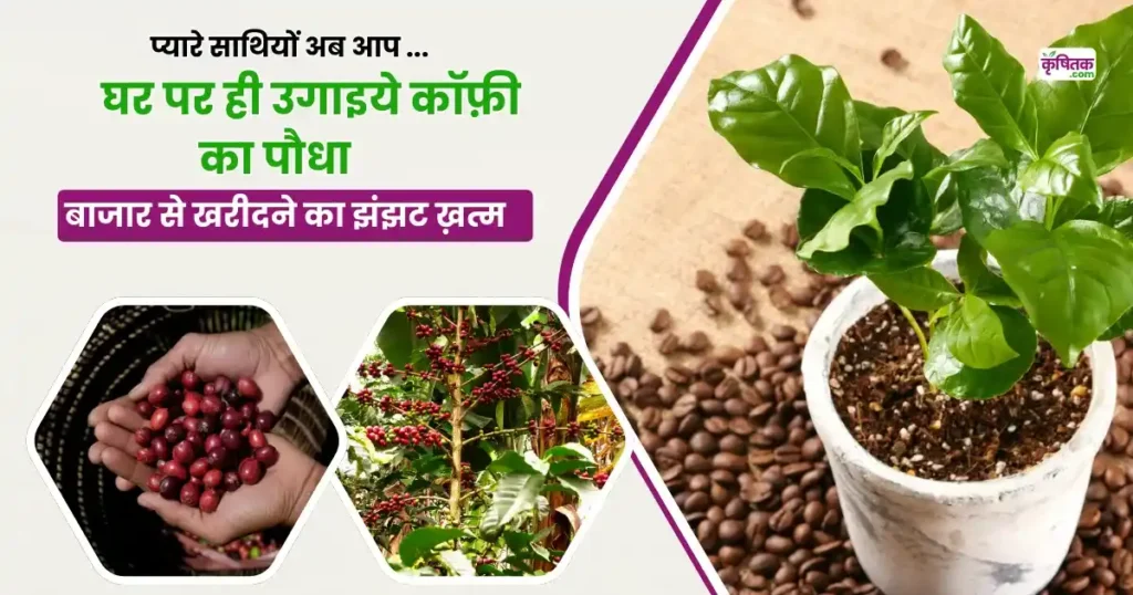 Coffee Plant at Home