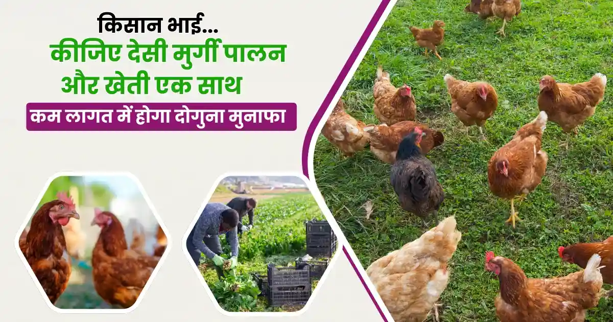Murgi palan aur kheti ek sath Kaise karen